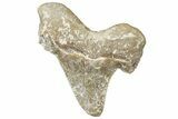 Serrated Sokolovi (Auriculatus) Shark Tooth - Dakhla, Morocco #312626-1